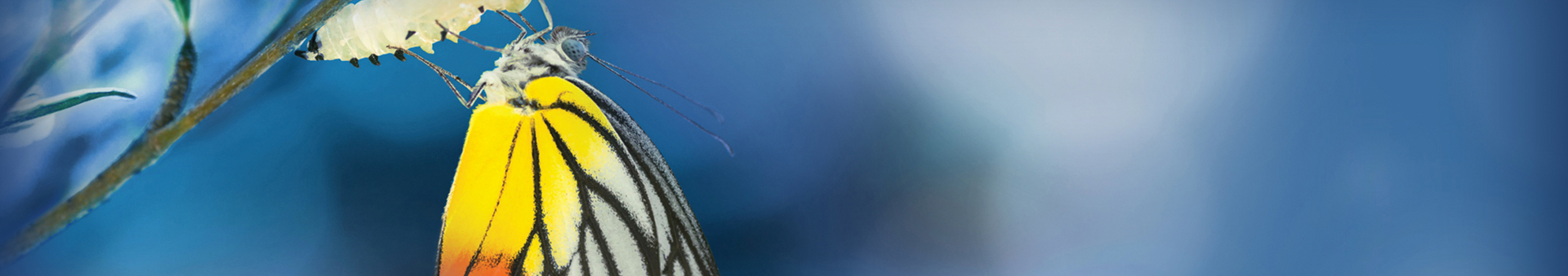 Banner Offerta